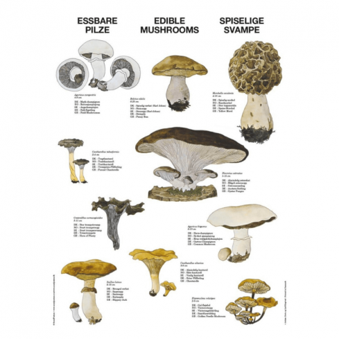 Plakat - Spiselige svampe 